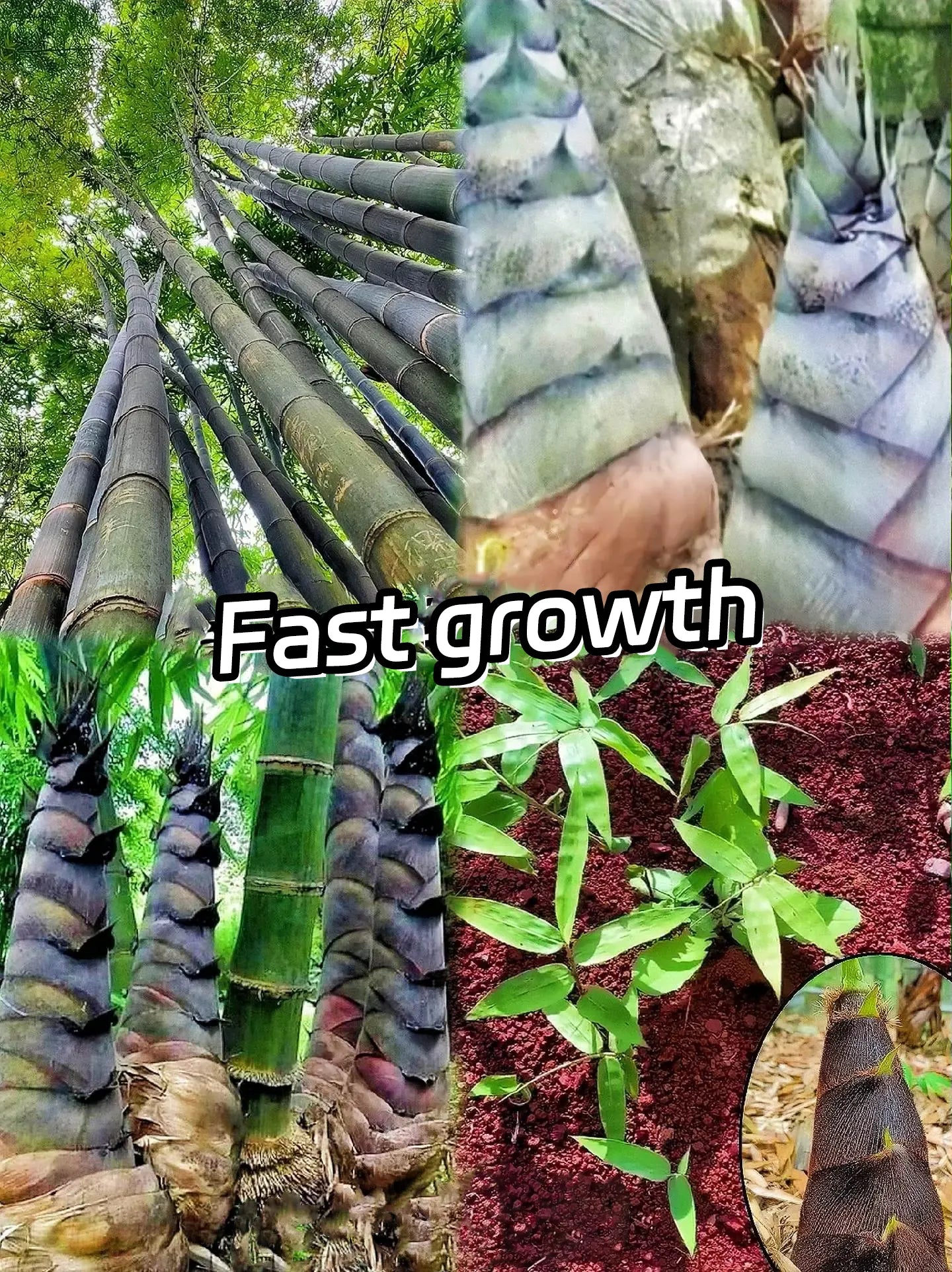 🎋 Rare Species Giant Bamboo Seeds