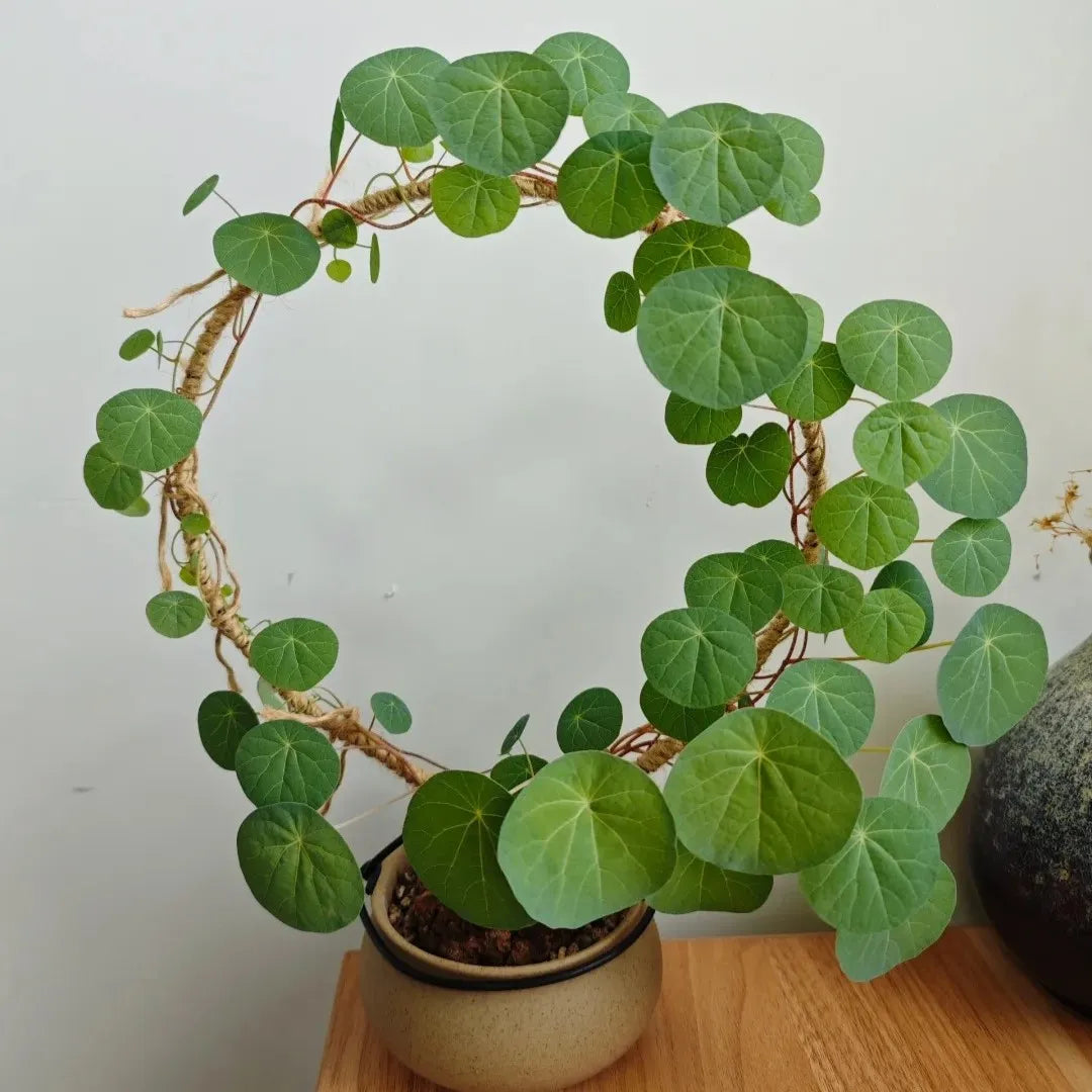 Stephania Erecta Plant ( Buy 1 Get 1 Free)