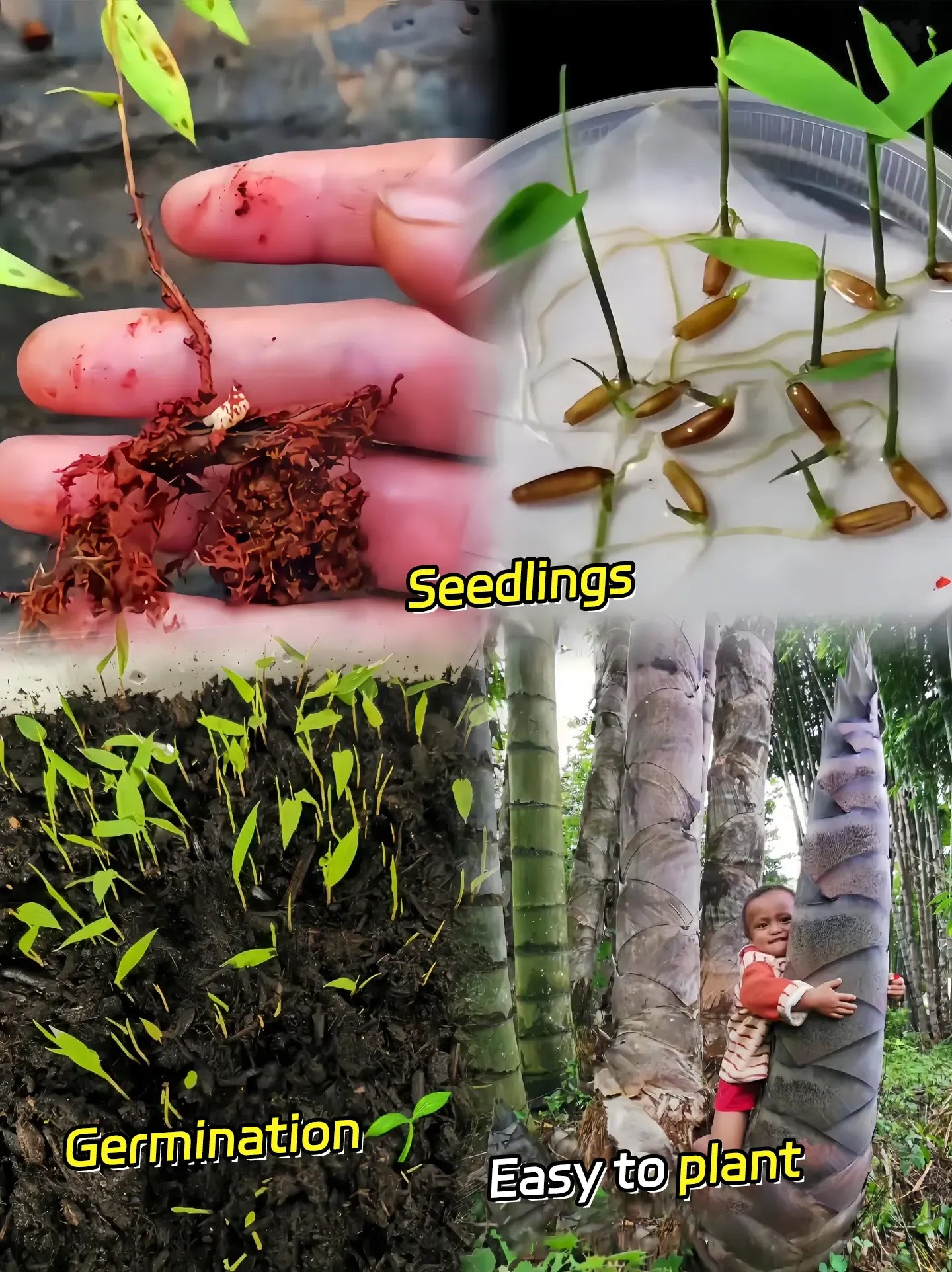 🎋 Rare Species Giant Bamboo Seeds
