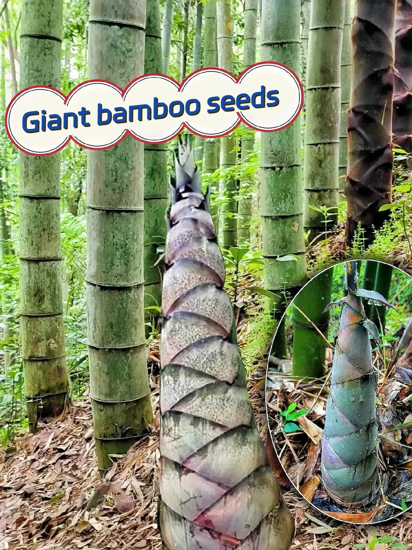 🎋 Rare Species Giant Bamboo Seeds