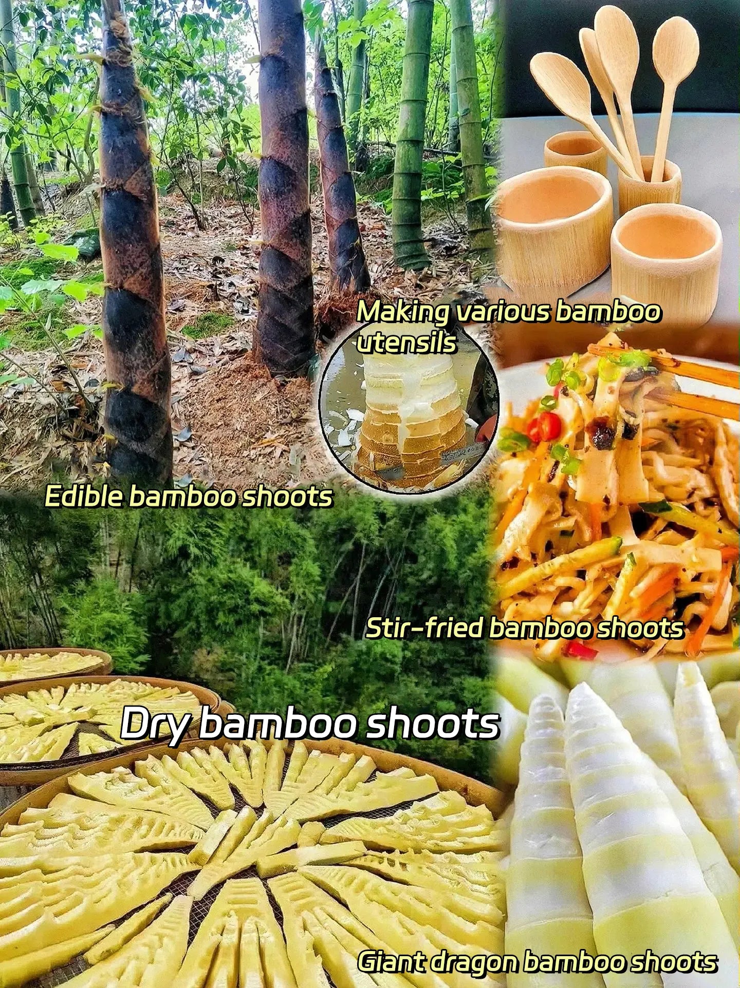 🎋 Rare Species Giant Bamboo Seeds