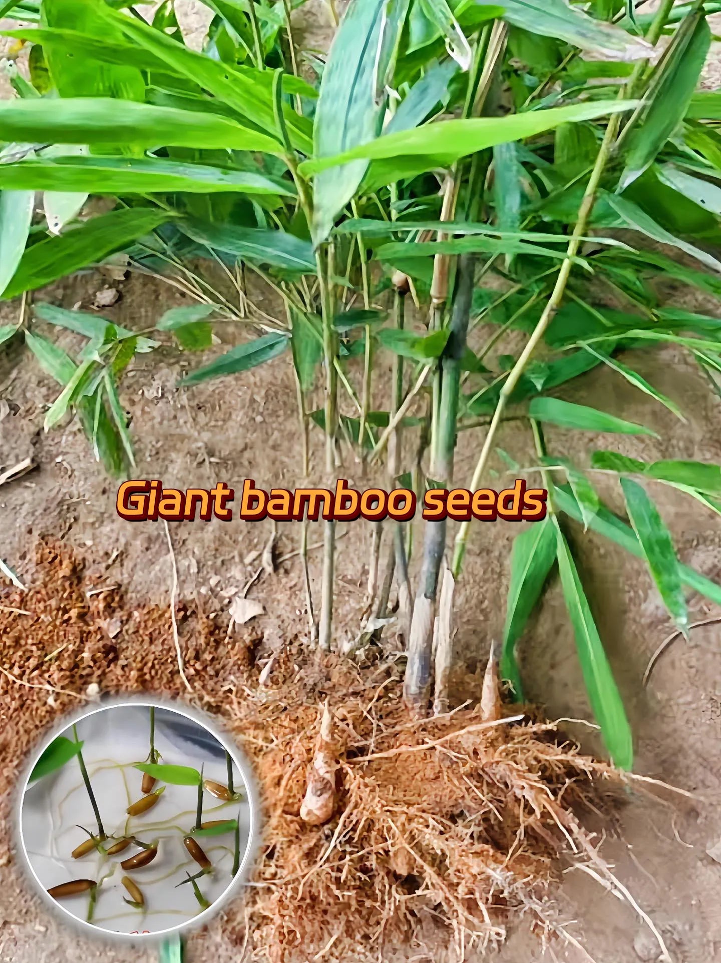 🎋 Rare Species Giant Bamboo Seeds