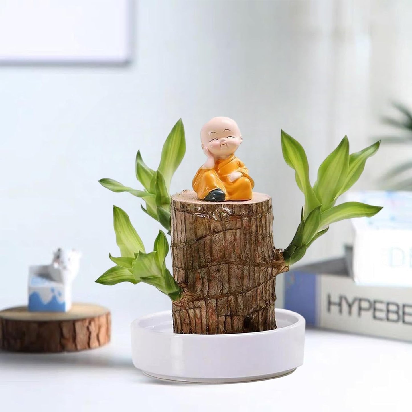 Lucky Brazil Wood Potted Plant