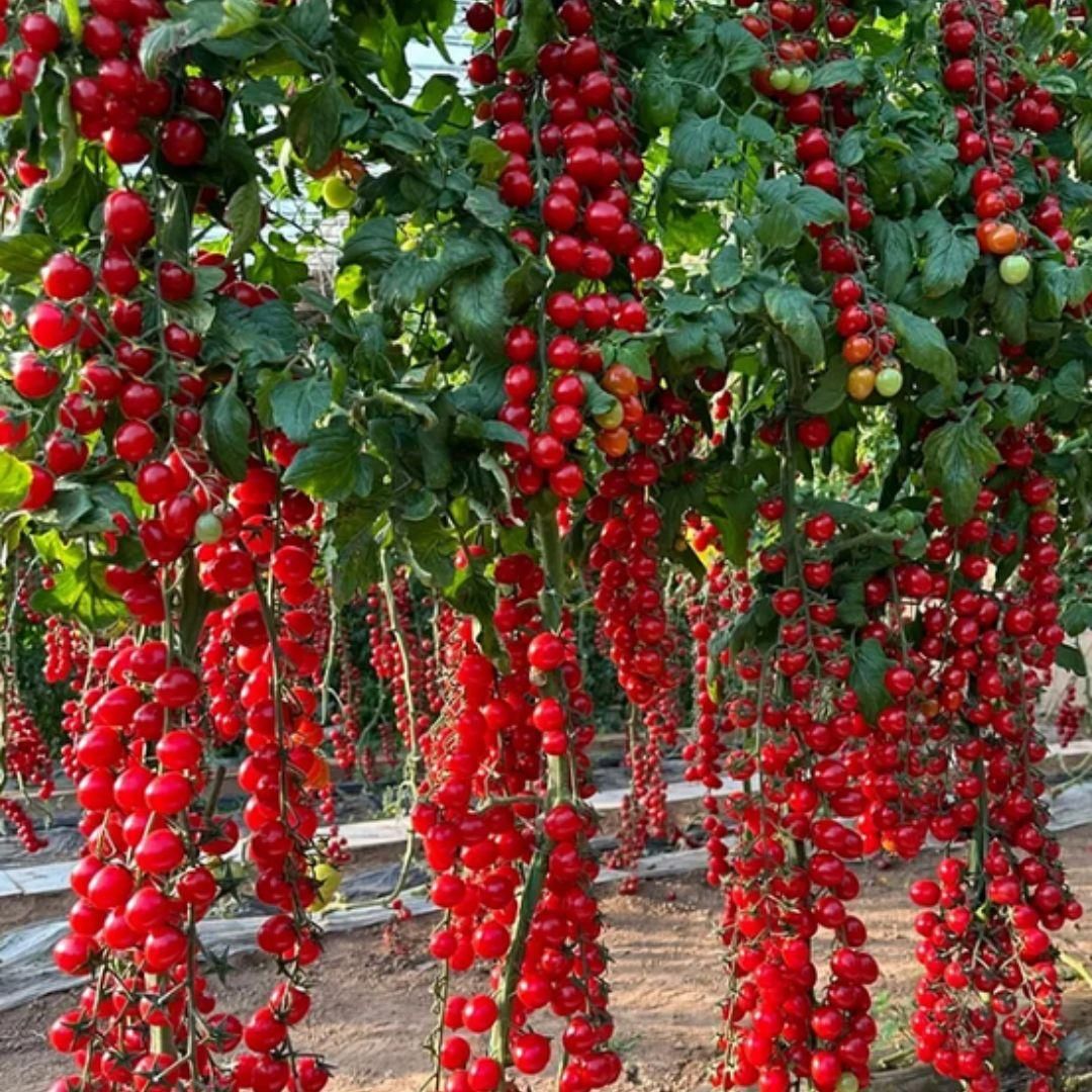 🍅Waterfall Tomato Seeds