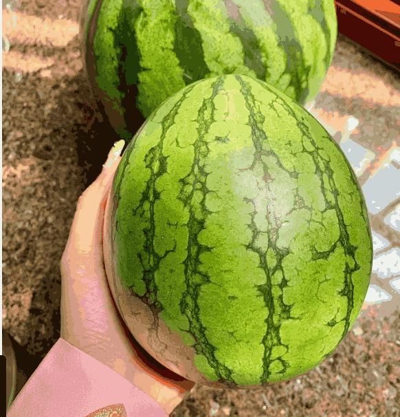 Early Spring Red Jade Watermelon Seeds