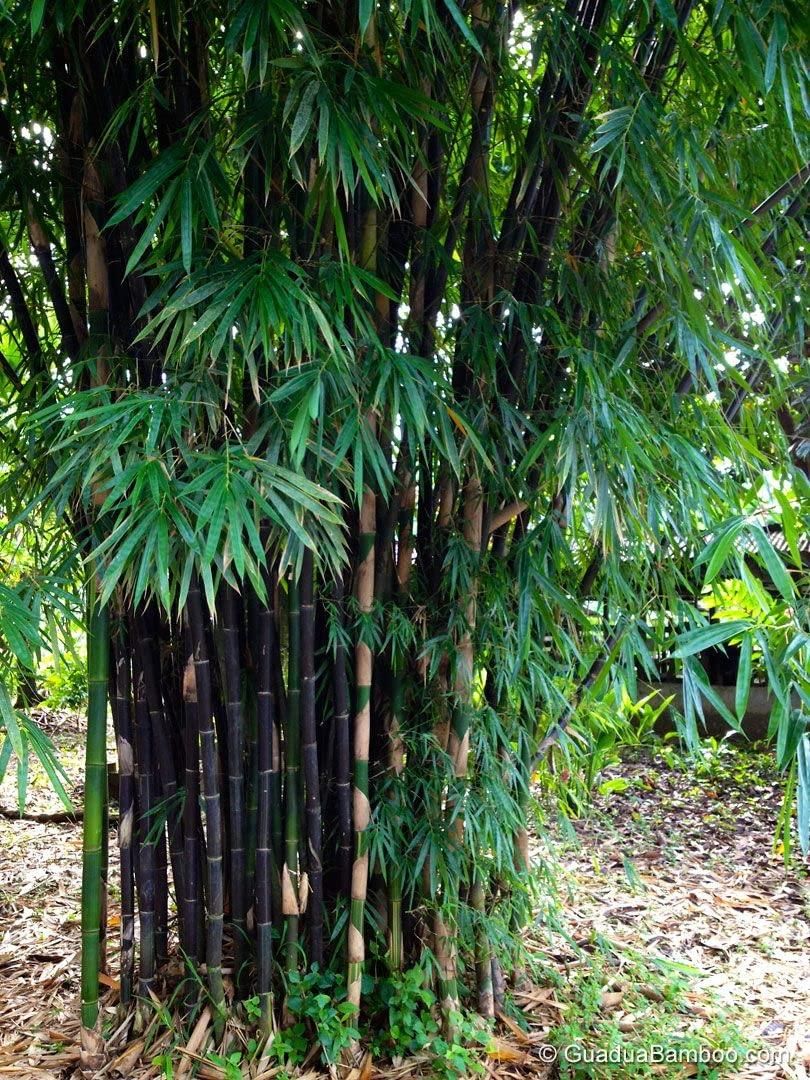 🎋 Rare Species Giant Bamboo Seeds