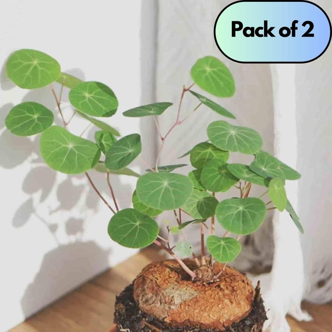 Stephania Erecta Plant ( Buy 1 Get 1 Free)