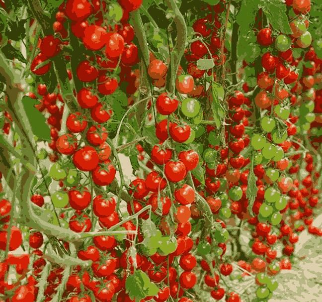 🍅Waterfall Tomato Seeds
