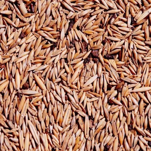 🎋 Rare Species Giant Bamboo Seeds