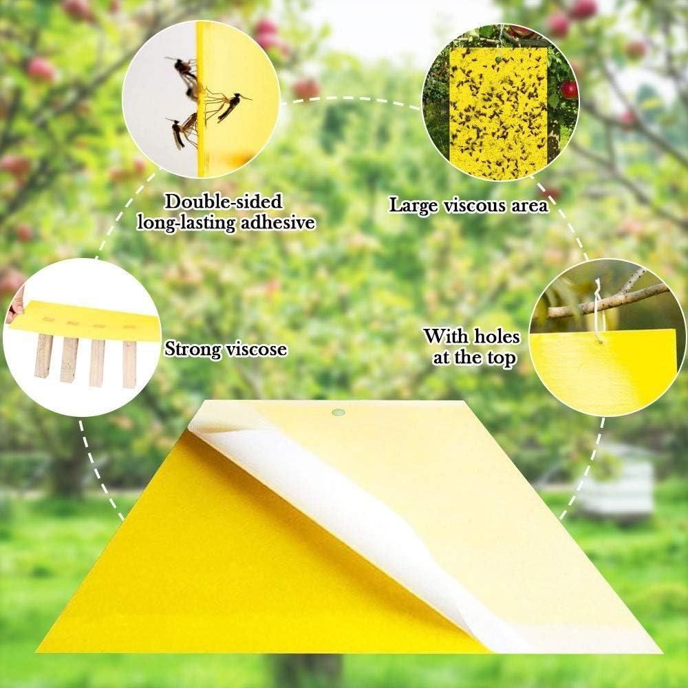 Insect Traps for Files Non-Adhesive Tags