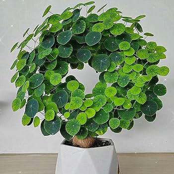 Stephania Erecta Plant ( Buy 1 Get 1 Free)