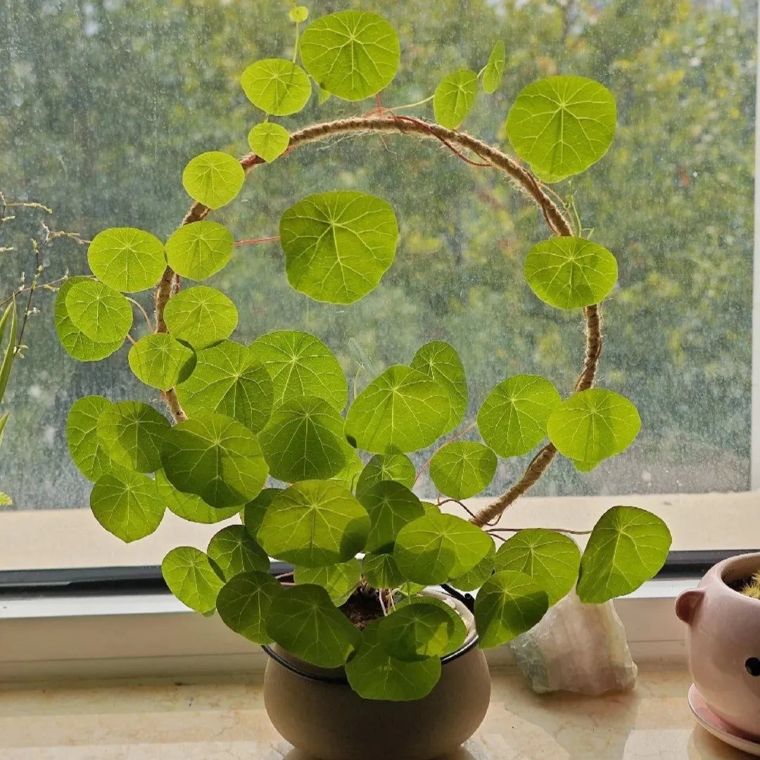 Stephania Erecta Plant ( Buy 1 Get 1 Free)