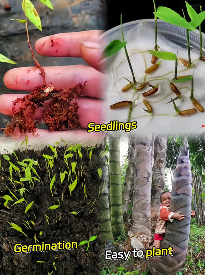 🎋 Rare Species Giant Bamboo Seeds