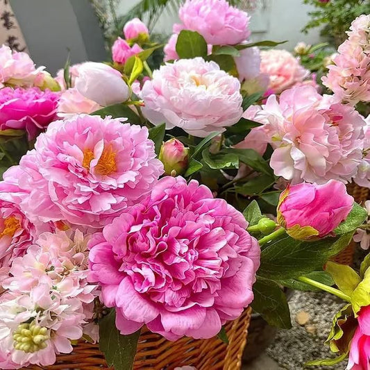 The Queen of Flowers—Double Petaled Peony