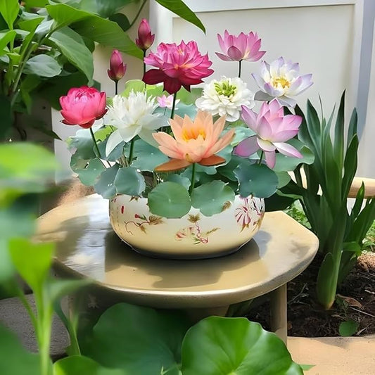 Premium Japanese Bonsai Lotus Seeds (Buy 1 Get 2 Free)