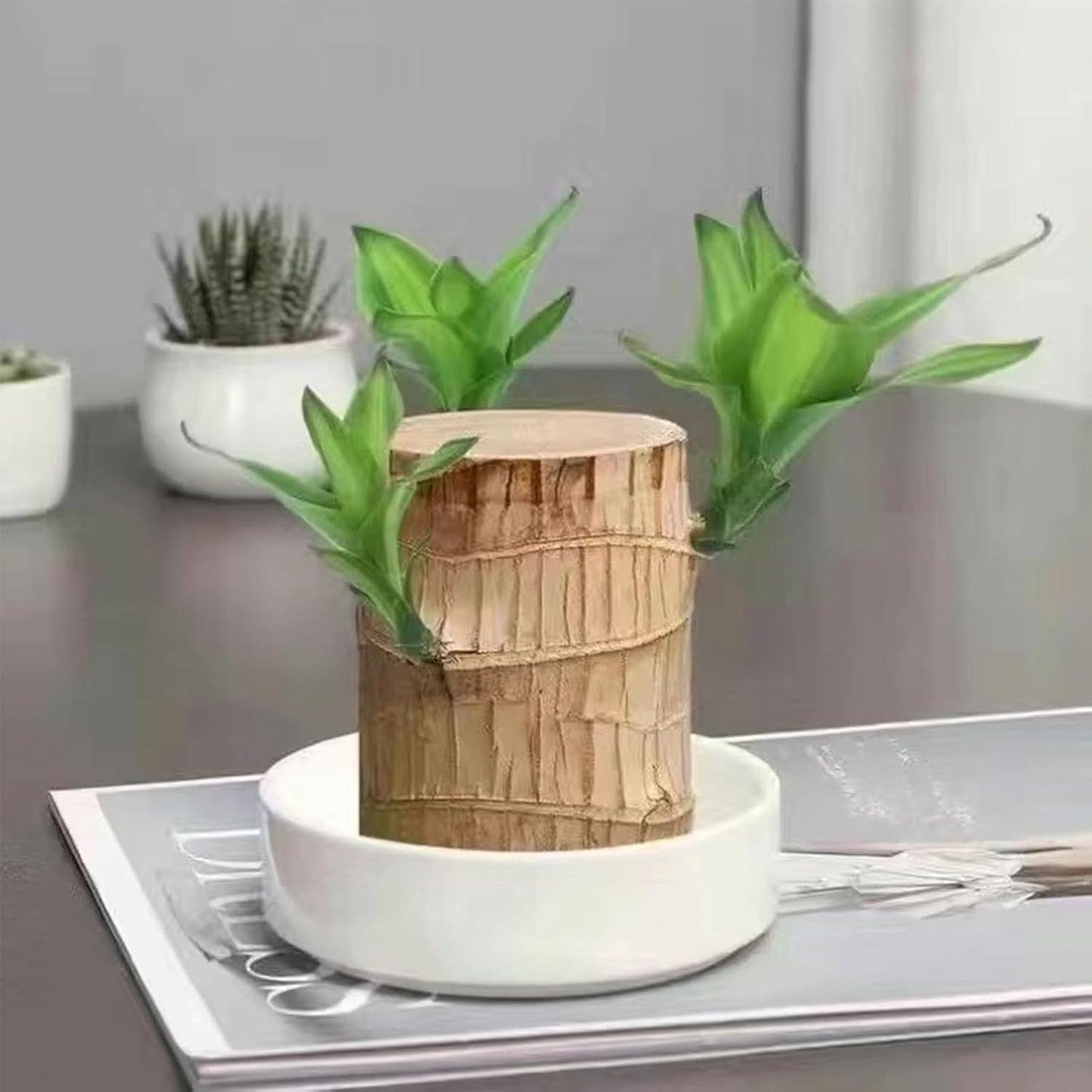 Lucky Brazil Wood Potted Plant