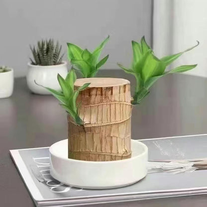 Lucky Brazil Wood Potted Plant