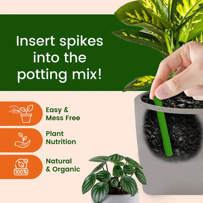 Magic Plant Sticks (Buy 1 Get 1 Free)