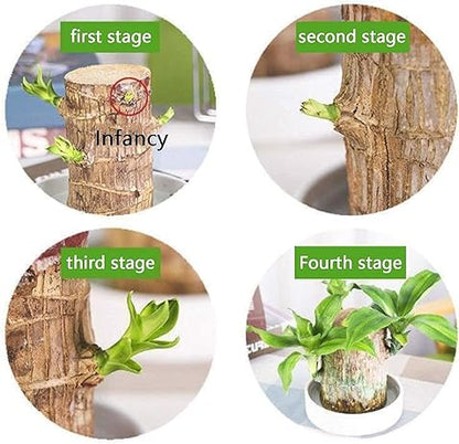 Lucky Brazil Wood Potted Plant