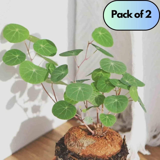 Stephania Erecta Plant ( Buy 1 Get 1 Free)