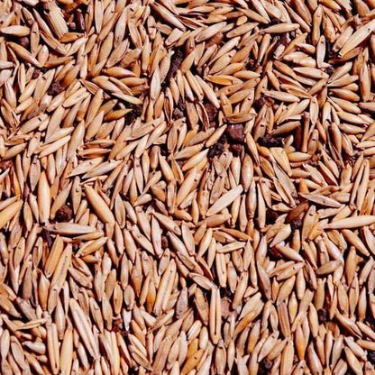 🎋 Rare Species Giant Bamboo Seeds