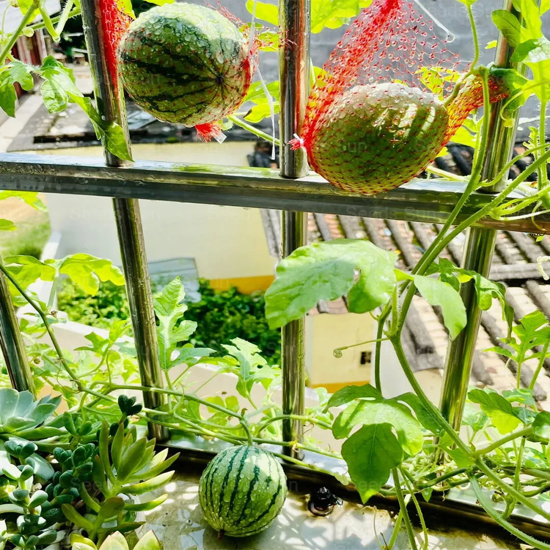 Early Spring Red Jade Watermelon Seeds