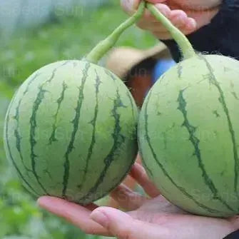 Early Spring Red Jade Watermelon Seeds