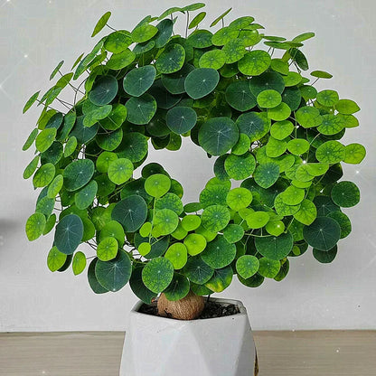 Stephania Erecta - The Everlasting Lucky Green Plant
